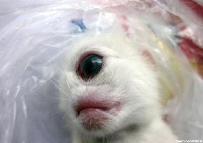 تولد بچه گربه عجیب/عکس