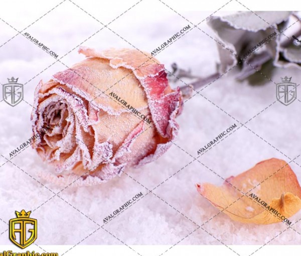 عکس گل یخ رایگان مناسب برای چاپ و طراحی با رزو 300 - شاتر استوک گل - عکس با کیفیت گل - تصویر گل - شاتراستوک گل