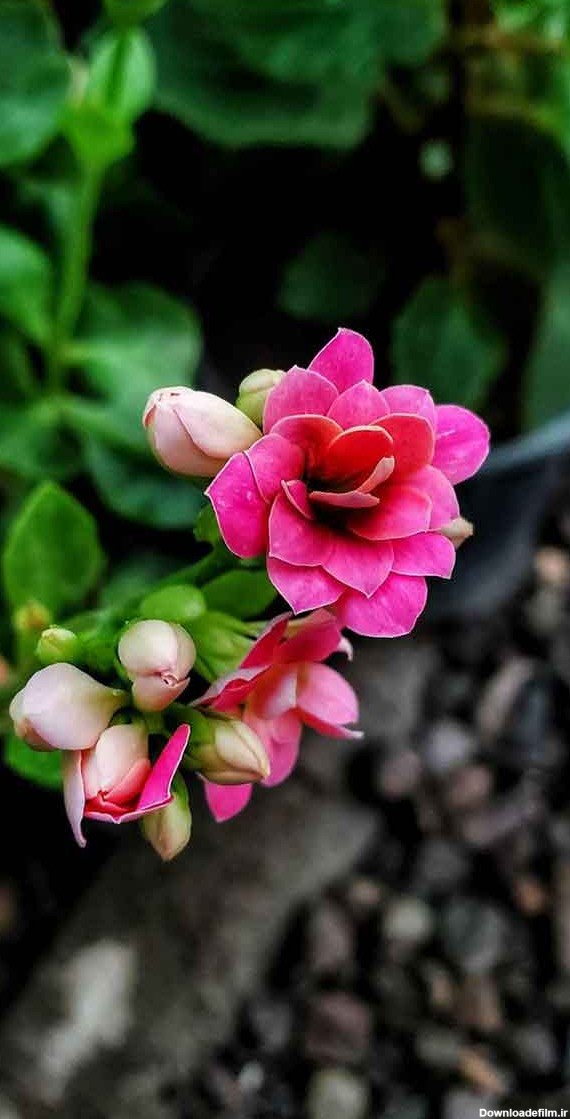 جدیدترین عکس گل زیبا و خاص برای صفحه مجازی خود و یا استوری - گلی خانوم