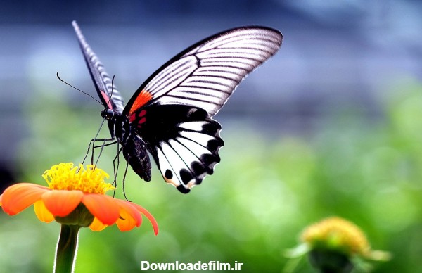 عکس گل و پروانه زیبا beautiful butterfly orange