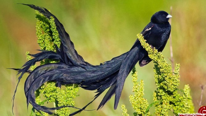 شگفت انگیزترین پرندگان جهان + تصاویر
