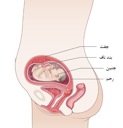 بدن مادر و جنین در هفته بیست و سوم بارداری