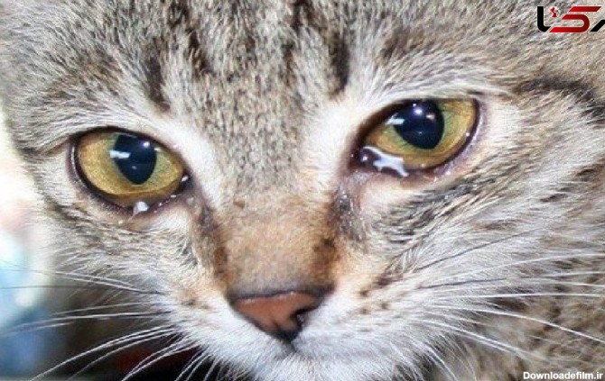راه کارهای درمان خانگی عفونت چشم گربه ها!