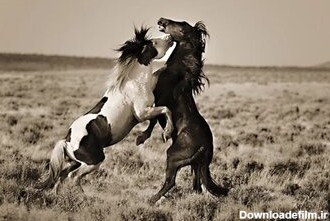 عکس | تصاویر چشم گیر از اسب‌های وحشی در دل طبیعت
