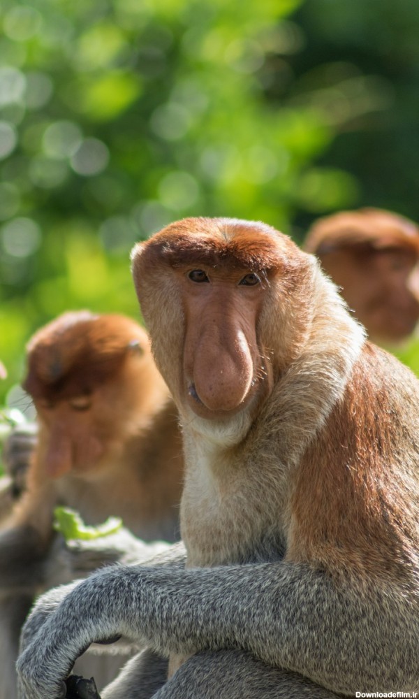 عکس میمون های دماغ دراز با کیفیت بالا