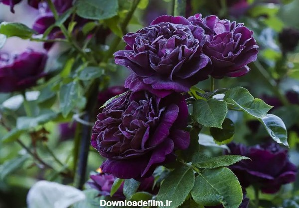 آشنایی با 9 تا از محبوب ترین انواع گل رز رونده | گُل‌سِتان