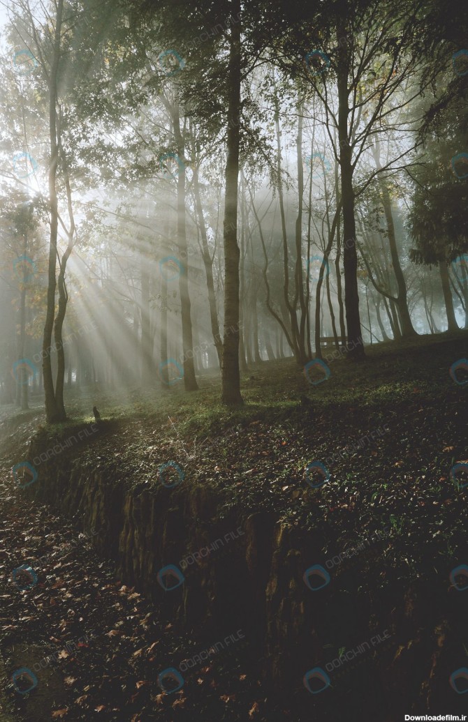 عکس باکیفیت گذر نور از لابه لای درختان جنگل - مرجع دانلود فایلهای ...