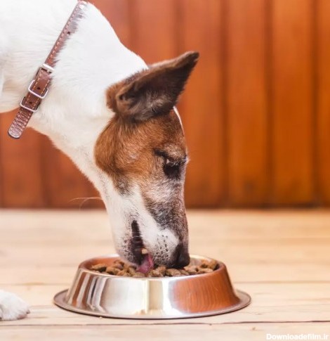 راهنمای خرید غذای خشک برای سگ
