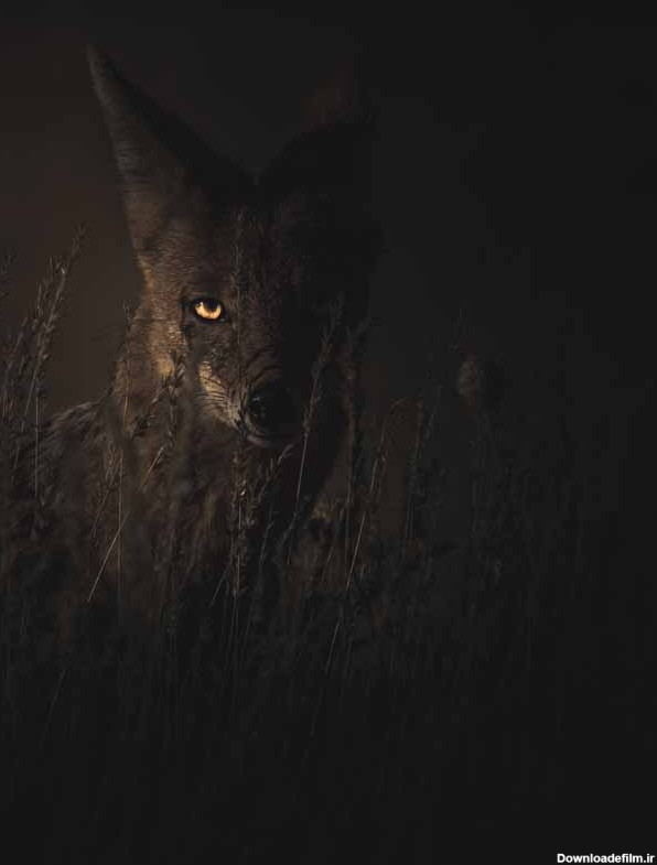 دانلود تصویر روباه در تاریکی
