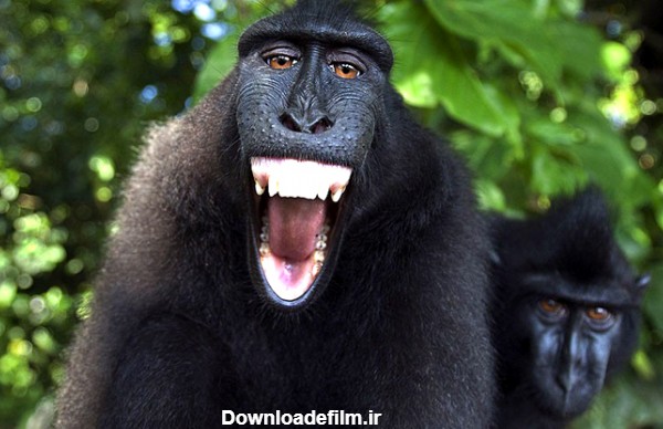 عکس جالب از میمون شاد | روزنو
