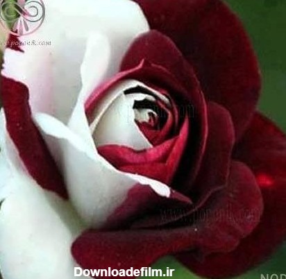 عکس گل رز هلندی زیبا