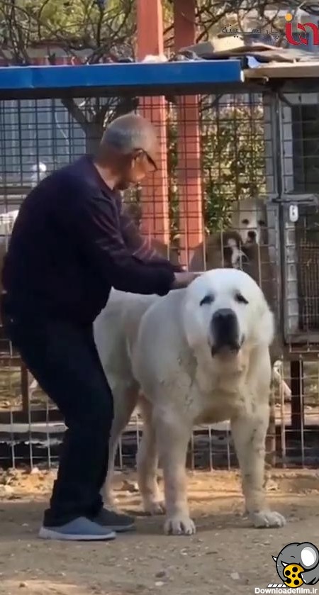 آلا بای تانک ترکمن خطرناک ترین سگ آسیایی - فیلو