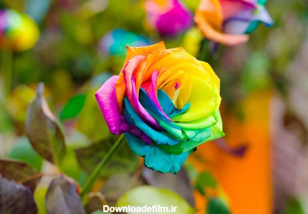 با معنی 14 رنگ از رنگ های گل رز بیشتر آشنا شوید | گُل‌سِتان