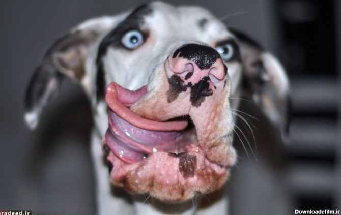 اداهای خنده‌دار یک سگ مقابل دوربین + تصاویر
