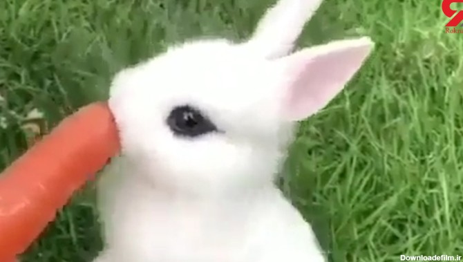 چطور این خرگوش سفیدبرفی هویج می خورد + فیلم