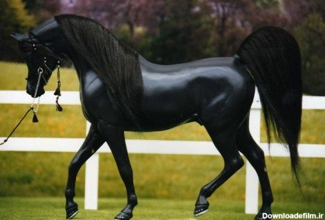 ۱۰ واقعیت جالب درباره اسب‌ها که نمی‌دانستید! + تصاویر