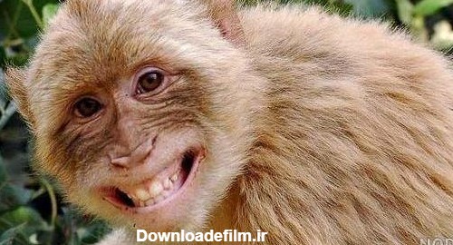 عکس میمون خندون - عکس نودی