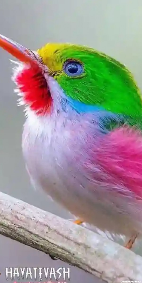 حیوانات .پرندگان زیبا - عکس ویسگون
