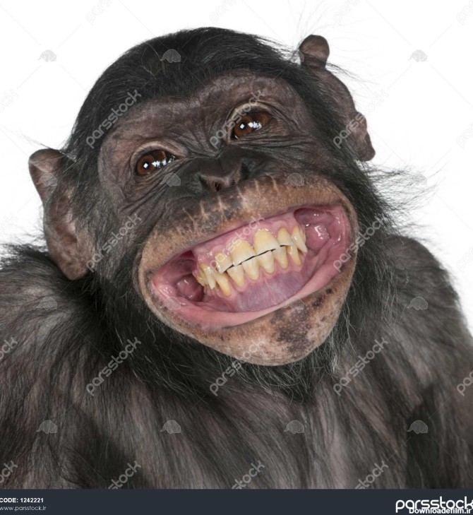نمای نزدیک از میمون نژاد مخلوط بین شامپانزه و بونوبو خندان 8 ساله ...