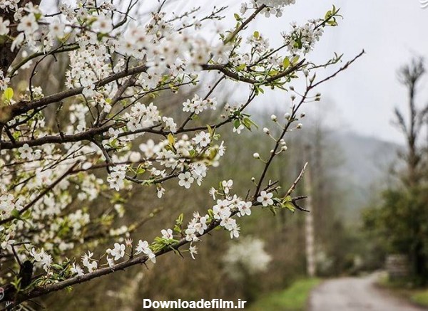 مشرق نیوز - تصاویر زیبا از شکوفه‌های بهاری گیلان