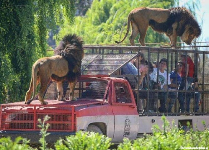 تصاویر/ عجیب‌ترین باغ وحش دنیا!| پیام ایران | پایگاه خبری تحلیلی