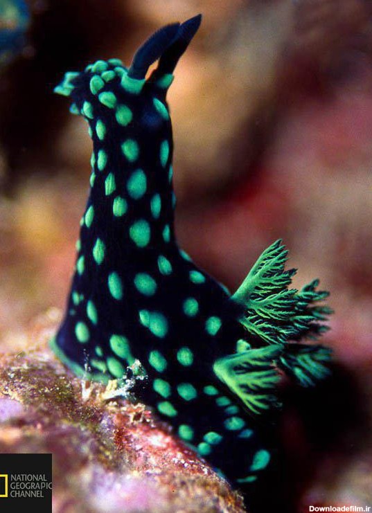 حلزون دریایی نمبروتا کریستاتا