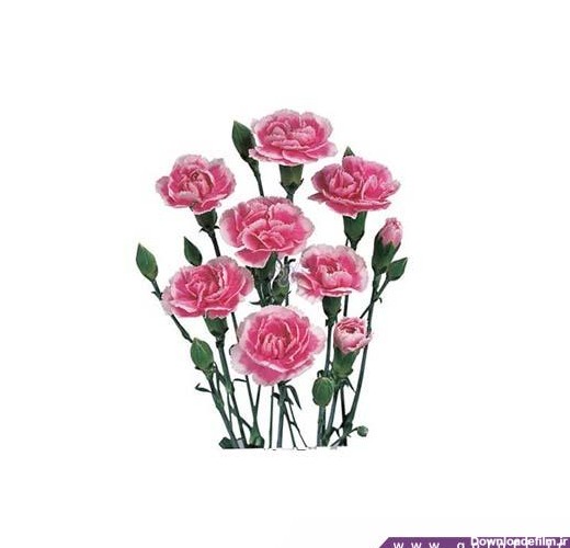 گلفروشی آنلاین-گل میخک مینیاتوری چری تسینو-Miniature Carnation | گل آف