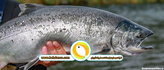 خوراک ماهی سالمون و سردابی | بهدان تولید کننده خوراک آبزیان