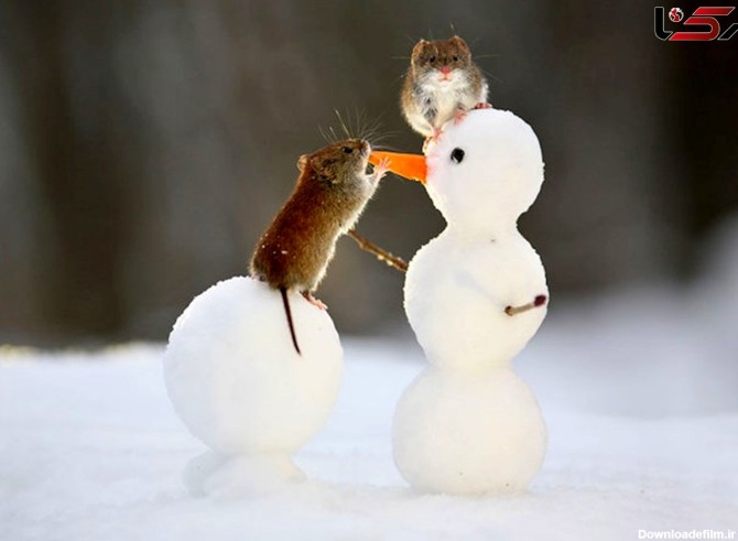 تصویر زیبا از برف بازی موش های صحرایی