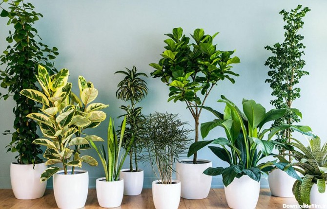 14 نمونه از گیاهان آپارتمانی مقاوم به کم نوری که باید ...