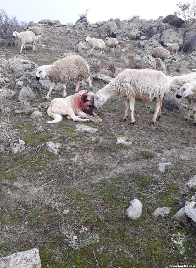 عکس/ همدردی گوسفند با سگ گله زخمی | طرفداری