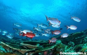 عکس زیبا ماهی های زیر آب | گالری عکس مینافام