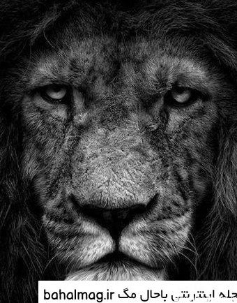 عکس سیاه و سفید از شیر