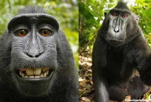 میمون سلفی بگیر "چهره سال" شد (+عکس)