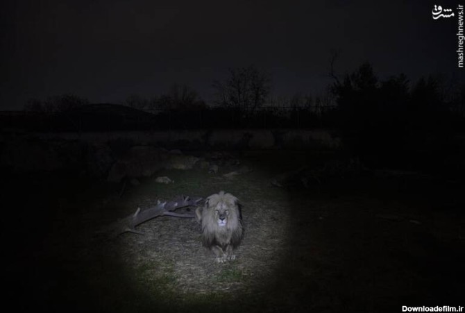 مشرق نیوز - تصویری دیدنی از سلطان جنگل در شب