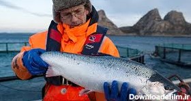 ماهی سالمون نروژی - آبزی کالا