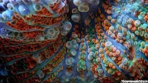عکس های زیبا از مرجان دریایی