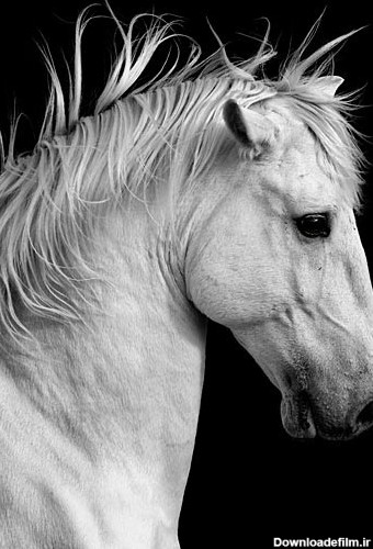 جلوه‌های زیبا و سیاه و سفید از حیوانات - اسلايد تصاوير - عکس شماره ...