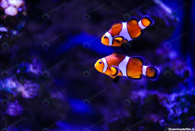تصویر ماهی دریایی مرجانی - مرجع دانلود فایلهای دیجیتالی