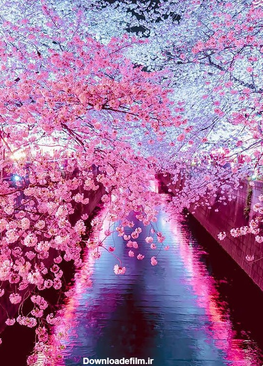 مشرق نیوز - عکس/ زیبایی‌های بهاری ژاپن