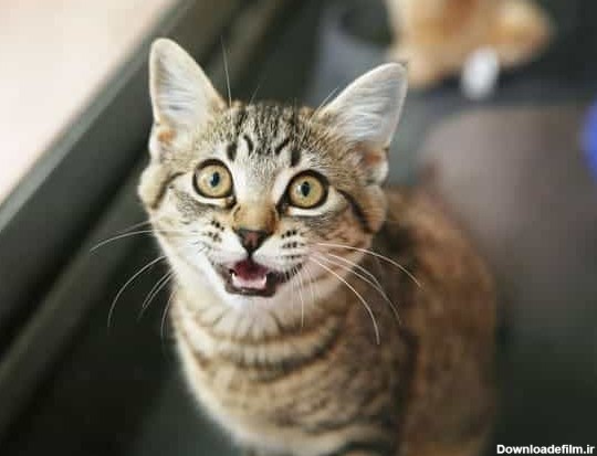 10 نشانه استرس در گربه ها - پت شاپ آنلاین سیناوت | Sinavet گربه
