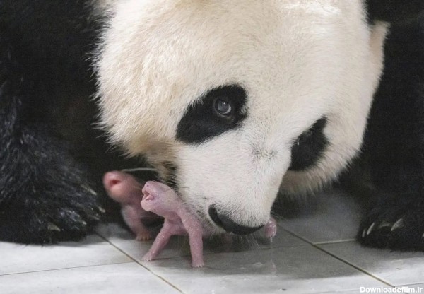 فرارو | (ویدئو) لحظه زایمان یک خرس پاندا؛ آی بائو دوقلو به دنیا آورد