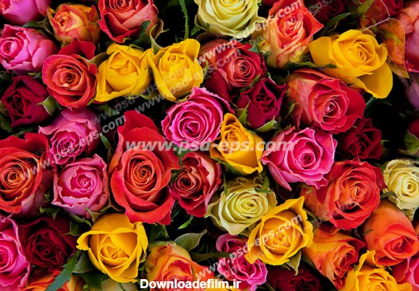 عکس با کیفیت تبلیغاتی گل های رز رنگی زیبا - لایه باز طرح آماده psd ...