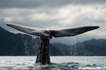 عکس دم نهنگ بیرون آب ocean whale tale