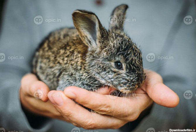 دانلود عکس خرگوش کوچولو روی چمن سبز در روز تابستان کوتوله کوچولو ...