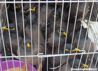 25 مرغ مینا از یک پرنده فروشی در اصفهان جمع آوری شد