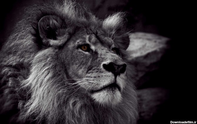 تصویری سیاه و سفید از یک شیر