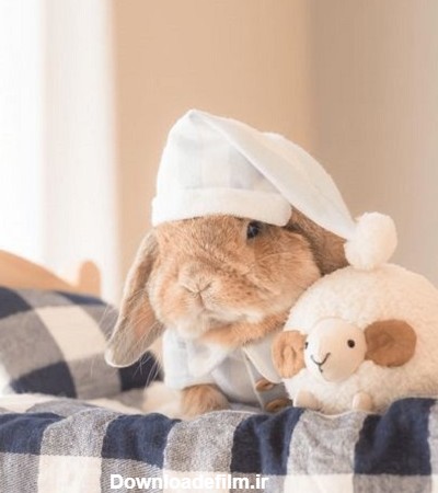 ۲۱ عکس خرگوش فانتزی شاد و غمگین برای پروفایل | ستاره