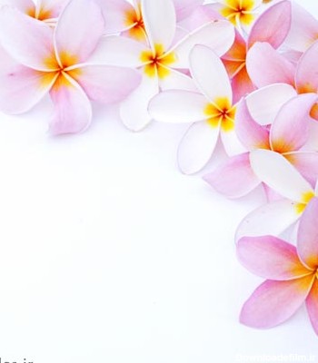 عکس رایگان با کیفیت از گل های زیبای یاس صورتی (فرمت jpg)
