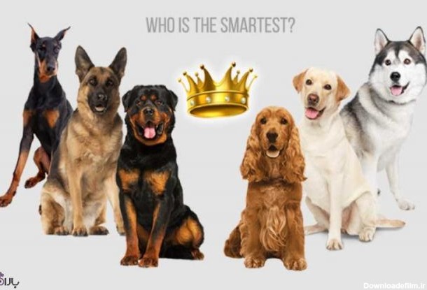 ۱۰ نژاد سگ باهوش | وبلاگ باران‌پت